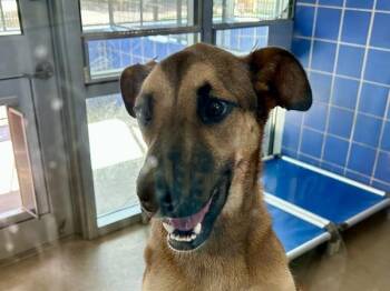 Xena -  Mixed Breed and German Shepherd Dog Dog for Adoption in Austin, Texas - Xena | PetCurious