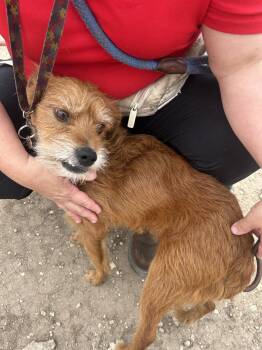 Terrier Dogs Available for Adoption - Chuy | PetCurious