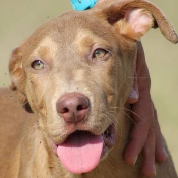 Rescue Doberman Pinscher Dogs for Adoption in Temple, Texas - Stitch | PetCurious