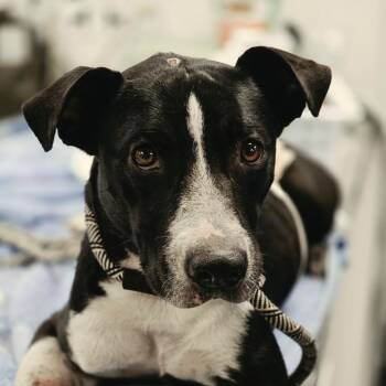 Rainbow Unicorn (aka Rainy) -  Mixed Breed Dog for Adoption in Sarasota, Florida - Rainbow Unicorn (aka Rainy) | PetCurious