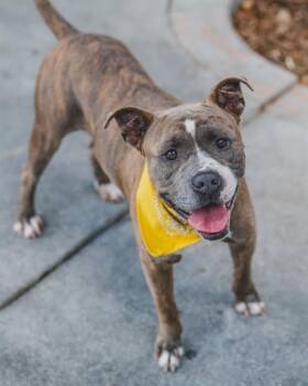 BRONCO -  American Staffordshire Terrier and Mixed Breed Dog for Adoption in Doral, Florida - BRONCO | PetCurious