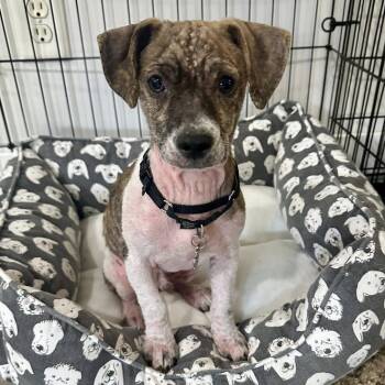 Rescue Jack Russell Terrier Dogs for Adoption in Grafton, Ohio - Chance | PetCurious