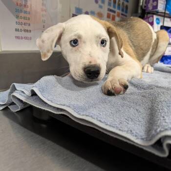 Mixed Breed and Labrador Retriever Dogs Available for Adoption in League City, Texas - Pascal | PetCurious