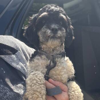 Archie -  Shih Tzu Dog for Adoption in Waynesburg, Pennsylvania - Archie | PetCurious