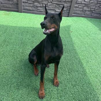 Yailenys 6313 -  Doberman Pinscher Dog for Adoption in Loxahatchee Groves, Florida - Yailenys 6313 | PetCurious