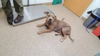 CAMILLA -  Pit Bull Terrier Dog for Adoption in Albuquerque, New Mexico - CAMILLA | PetCurious