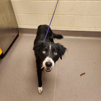 Fleur-63317 -  Border Collie and Mixed Breed Dog for Adoption in Bend, Oregon - Fleur-63317 | PetCurious