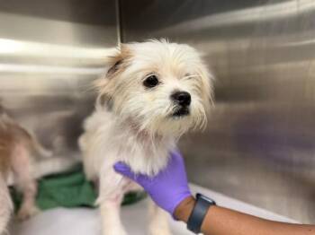 LULU -  Shih Tzu and Mixed Breed Dog for Adoption in Doral, Florida - LULU | PetCurious