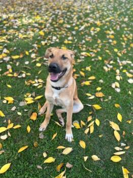 Rescue Belgian Shepherd Malinois Dogs for Adoption in New York, New York - Tula | PetCurious