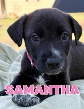 Black Labrador Retriever Dogs Available for Adoption - Samantha | PetCurious