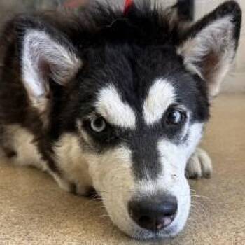 Clover -  Husky Dog for Adoption in Brenham, Texas - Clover | PetCurious