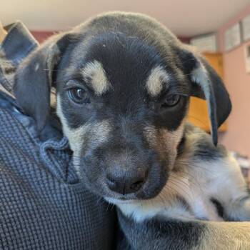 Mixed Breed Dogs Available for Adoption in Huntsville, Arkansas - (Event 5/20) Pulled Pork | PetCurious