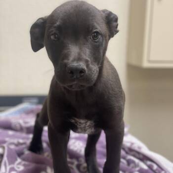 Moo -  Pit Bull Terrier and Mixed Breed Dog for Adoption in Riverside, California - Moo | PetCurious