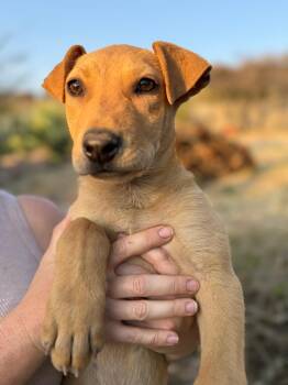 Labrador Retriever and Xoloitzcuintli Mexican Hairless Dogs Available for Adoption - Rocky | PetCurious
