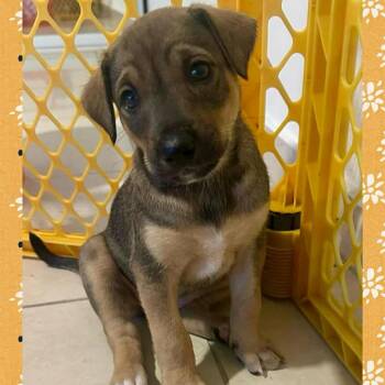 Labrador Retriever Dogs Available for Adoption - Troy | PetCurious