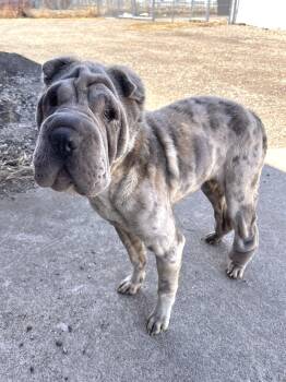 Shar Pei Dogs Available for Adoption in Blaine, Minnesota - Moira | PetCurious