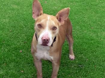 RIVER -  American Staffordshire Terrier and Mixed Breed Dog for Adoption in Fort Lauderdale, Florida - RIVER | PetCurious