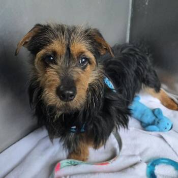 Phineas -  Yorkshire Terrier and Mixed Breed Dog for Adoption in Warren, Michigan - Phineas | PetCurious