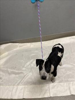 MULAN -  Bull Terrier and Mixed Breed Dog for Adoption in Las Vegas, Nevada - MULAN | PetCurious