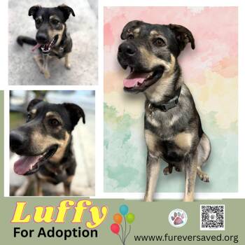 German Shepherd Dog and Terrier Dogs Available for Adoption in Miami, Florida - Luffy  | PetCurious