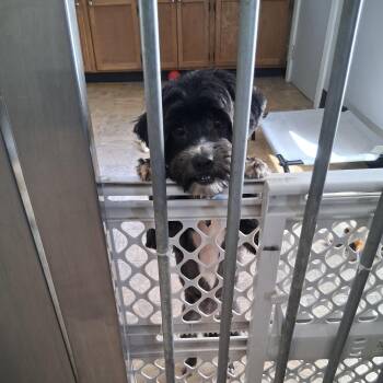 Essie -  Shih Tzu and Mixed Breed Dog for Adoption in Oxford, Michigan - Essie | PetCurious