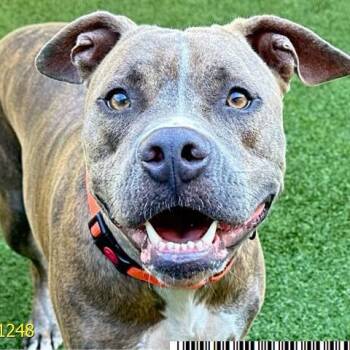 Rescue Mixed Breed Dogs for Adoption in West Palm Beach, Florida - Maxwell | PetCurious