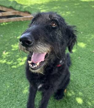 TJ (TOMMIE JOE) -  Mixed Breed Dog for Adoption in Palm City, Florida - TJ (TOMMIE JOE) | PetCurious
