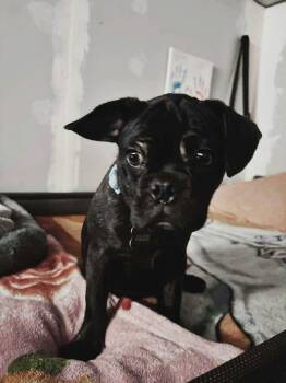Pug Dogs Available for Adoption in Severance, Colorado - Jack | PetCurious