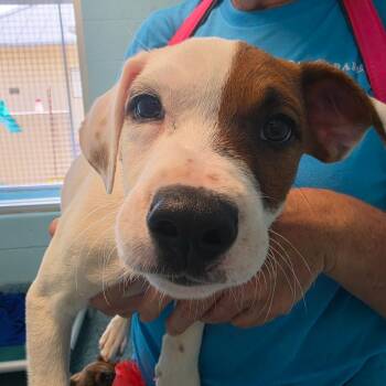 Murano -  Mixed Breed Dog Available for Adoption - Murano | PetCurious