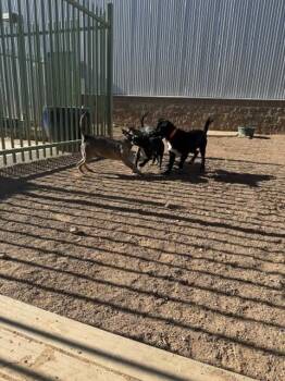Robin -  Mixed Breed Dog Available for Adoption in Hobbs, New Mexico - Robin | PetCurious