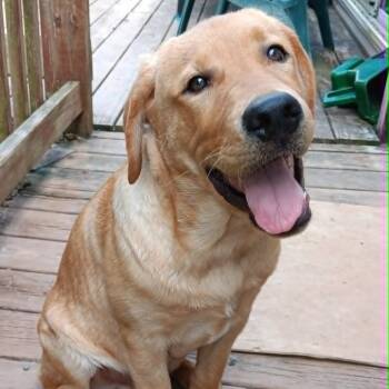 Sammy -  Labrador Retriever Dog for Adoption in Washington, District Of Columbia - Sammy | PetCurious