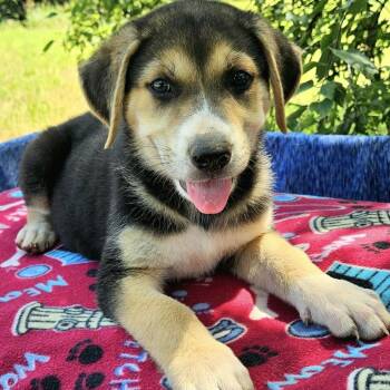 Bilbo -  Mixed Breed and Shepherd Dog for Adoption in Pelham, New Hampshire - Bilbo | PetCurious