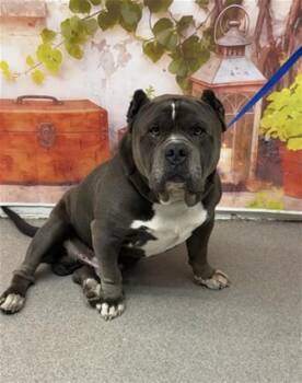 Pit Bull Terrier Dogs Available for Adoption in San Bernardino, California - MIKE | PetCurious