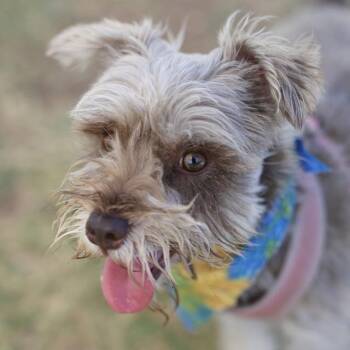 A816378 -  Schnauzer Dog for Adoption in San Antonio, Texas - A816378 | PetCurious