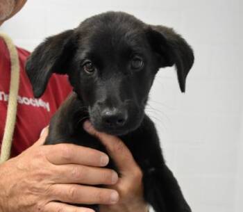 Roast -  Labrador Retriever and Mixed Breed Dog for Adoption in Atlanta, Georgia - Roast | PetCurious
