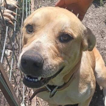 Chloe -  Labrador Retriever and Boxer Dog for Adoption in Boerne, Texas - Chloe | PetCurious