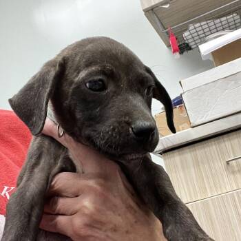 Willow -  Mixed Breed Dog for Adoption in Chattanooga, Tennessee - Willow | PetCurious