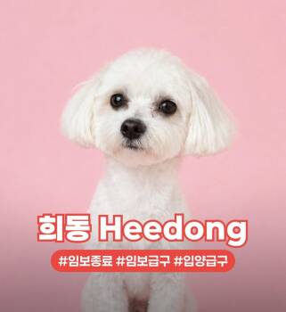 Maltese Dogs Available for Adoption in Agoura Hills, California - HEEMONG | PetCurious