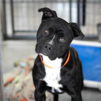 Mixed Breed Dogs Available for Adoption in Peyton, Colorado - Havoc (MY26-11) | PetCurious