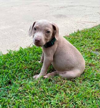 Mocha -  Pit Bull Terrier Dog for Adoption in Glocester, Rhode Island - Mocha | PetCurious