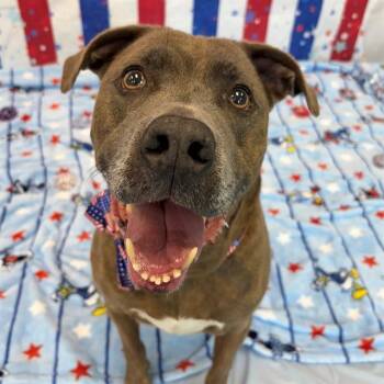 MAMBO -  Pit Bull Terrier Dog for Adoption in Indianapolis, Indiana - MAMBO | PetCurious