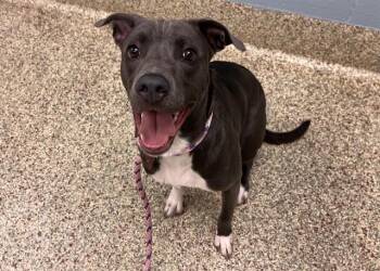 CHIQUITA -  Pit Bull Terrier and Mixed Breed Dog for Adoption in Colorado Springs, Colorado - CHIQUITA | PetCurious
