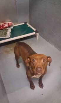 Stella -  Mixed Breed Dog for Adoption in Stuart, Virginia - Stella | PetCurious