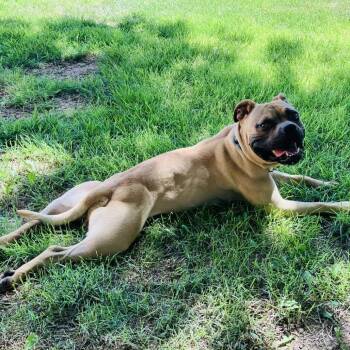 Leo -  Pit Bull Terrier and Mixed Breed Dog for Adoption in Wichita, Kansas - Leo | PetCurious