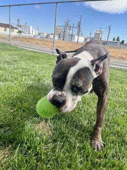 Pit Bull Terrier Dogs Available for Adoption in Quincy, Washington - Kano | PetCurious