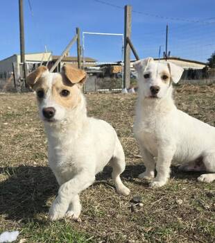 Terrier Dogs Available for Adoption - Ozette | PetCurious
