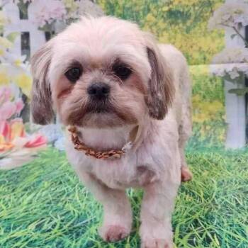 Shih Tzu Dogs Available for Adoption - Minnie | PetCurious