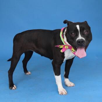 Pit Bull Terrier Dogs Available for Adoption in Pasadena, California - TAWNY | PetCurious