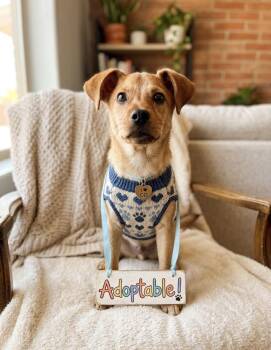 Mike -  Chihuahua and Terrier Dog for Adoption in Elizabeth, Colorado - Mike | PetCurious