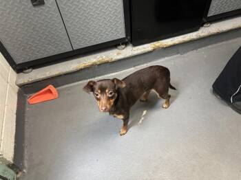 SWEET TEA -  Miniature Pinscher Dog for Adoption in Antioch, California - SWEET TEA | PetCurious
